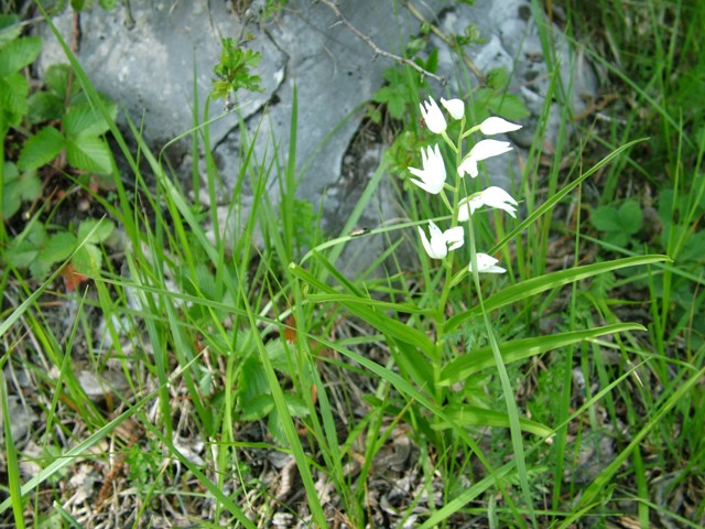 Ectobius sp. in amore